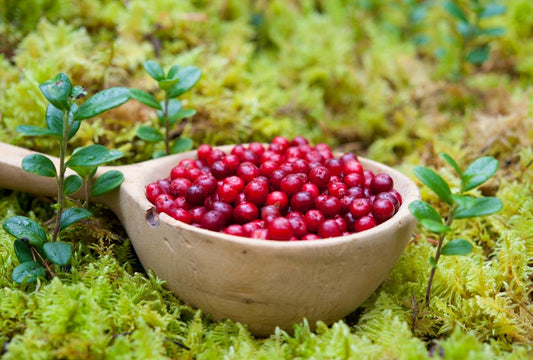 Antioxidants, polyphenols, flavonoids and fiber – The pillars of health and well-being