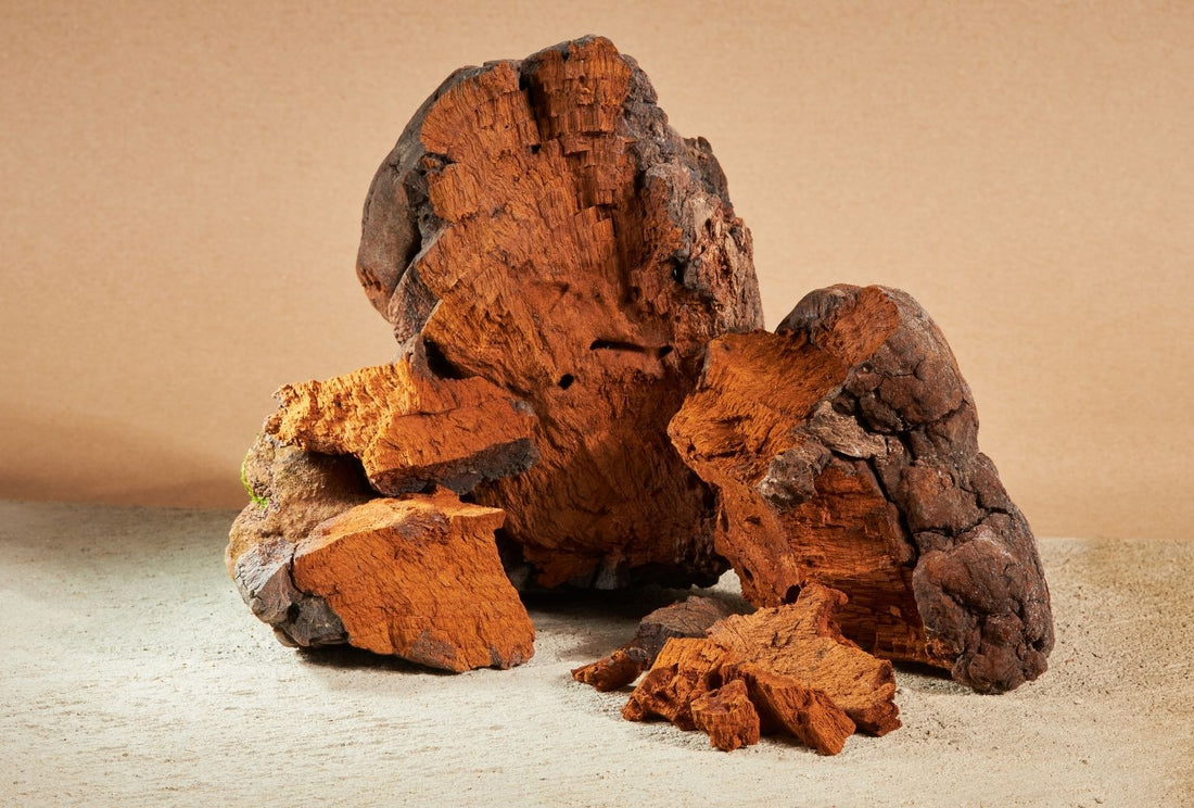 Adaptogenic mushrooms - Nature’s powerful nutrients for body and mind